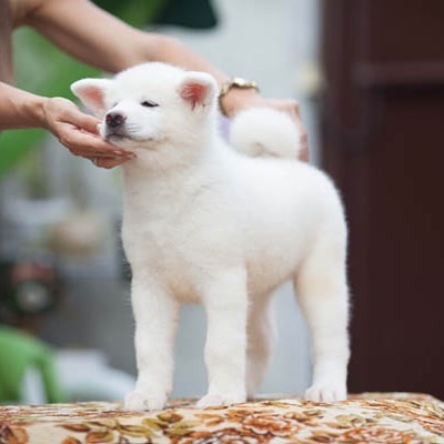 Самое главное перед тем, как выбирать щенка, Вам необходимо определить для себя, какую собаку Вы видите рядом с собой. Это безотказный и послушный компаньон, всегда в хорошем настроении, готовый играть с вами по первому зову? Это послушный и верный пёс, готовый защищать вас и ваше имущество день и ночь? Это неутомимый и неугомонный искатель приключений? Это охотник? Если хоть на один вопрос вы ответили положительно, то Вам точно не подойдет Акита. Будьте готовы к тому, что этот плюшевый мишка в один прекрасный день решит занять ваше место в стае. Да-да, именно в стае. Собака это стайное животное. В любой стае существует иерархия, есть вожак, есть старшие члены стаи, есть младшие. Акита по природе собака доминантная. Попытку занять главенствующую роль в  стае Акита может предпринимать снова и снова. Особенно если почувствует такую возможность. Только четкое выстраивание правил и такое же четкое их соблюдение, даст вам возможность организовать вашу совместную жизнь с акита и сделать ее  комфортной и безопасной. Мы консультируем наших владельцев по всем вопросам воспитания. Помогаем новичкам избежать типичных ошибок  и помогаем откорректировать поведение собаки, если это потребуется. Иногда владельцы сразу не обращаются за помощью к заводчику и пытаются решить возникающие сложности самостоятельно. В таких случаях бывает не обойтись без помощи профессионального кинолога. Главное, помните, что акита не служебная собака и подход к ней нужен другой. Самый действенный это бесконфликтный метод дрессировки по методу Алекса Вяткина. Если вы дочитали эту статью и всё еще хотите завести акита, значит это ваша порода. А выбрать щенка, на самом деле, очень просто. Вам подскажет ваше сердце и здравый смысл. Если вы планируете заниматься выставочной карьерой своего питомца, значит потребуется более детально подойти к выбору собаки. Шоу потенциал у 2х-3х месячных щенков не виден. Кто бы вам что не обещал, знайте, что ваш милый щенок с так называемой шоу перспективой, может перерости в совершенно посредственную собаку и не оправдат