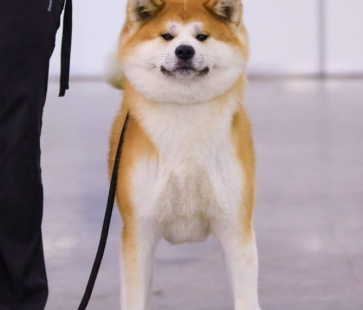 кари