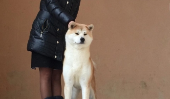 мия